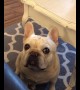 Angry French bulldog throws a tantrum like a child over Cheerios
