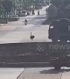 Ostrich on the loose sprints down busy road in China's Shiping