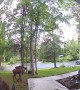 Moose Munching on Porch Flowers