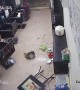 Mischievous Dog Makes a Mess