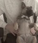 Totally relaxed dog enjoys a shoulder massage