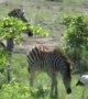 Playful baby zebra loves chasing down stork birds