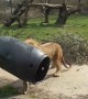 Unlucky lion gets head stuck inside barrel
