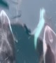 Dolphins Swing Just Below the Surface