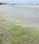 Popular Thai tourist beach turns GREEN in suspected algae bloom