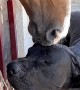 Horse Cleans Canine Companion