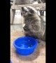 Baby raccoon eats banana