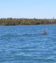 Buck Takes a Dip in Thunder Bay