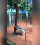 Koala mother helps her baby climb down tree at Guangzhou Chimelong Safari Park