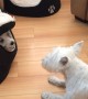 Puppy hilariously plays hide and seek from under doggy bed