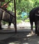 'Mistreated' elephants perform for tourists at 'controversial' Thai zoo