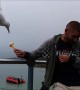 Staring at seagulls best way to stop them stealing your food, UK study finds