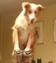 Watch these dogs pull off an unbelievable balancing act