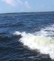 Wake Surfing Dolphins