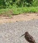 Bird Busts Out Some Sweet Moves