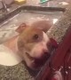 Rescued pit bull enjoys snacks and relaxing nap in tub