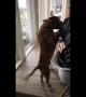 Clumsy dog slips and falls to the floor