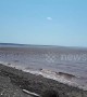 Amazing moment enormous flock of sandpiper birds invade Canadian coast