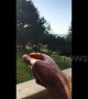 Friendly hummingbird eats nectar straight from bird watcher's hand