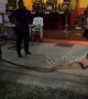Huge king cobra caught after swallowing a wild monitor lizard in Thailand