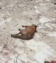 Funny dog finds joy in sliding himself down a hill repeatedly