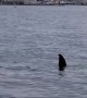 Sea lion pulls off shark impression for paddle boarders
