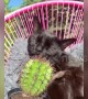 Weird moment cat decides to lick a CACTUS