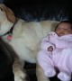 Baby enjoys relaxing cuddle with sleeping Labrador