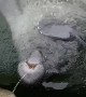 This Manatee is Thirsty