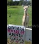 Annie the angry alpaca takes a bath in baking Texas heat