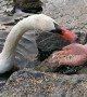 This swan in Canada literally bites that hand that feeds it