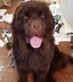 Massive Newfoundland feels no guilt after creating huge mess