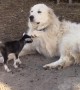 Pyrenean Mountain dog adorably babysits tiny goats
