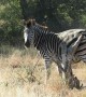 Zebra rubs its rump on tree stump in South Africa to get rid of serious itch