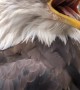 Outspoken Bald Eagle