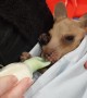 Orphaned kangaroo drinks from bottle like a baby at Australian wildlife centre