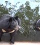 'Distressed' bears caught rocking back and forth inside enclosure at Thai zoo