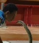Fearless snake catcher kisses wild king cobra on the lips