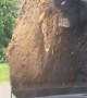 Bison Uses Car as Scratch Post