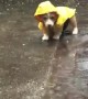Safe from Rain, Not from Puddles