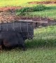 Tim the pig tries to impress his 'lady friend'