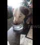 Thirsty dog drinks water like it's the first time
