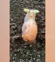 Bizarre snail with flashing green and orange horns baffles hiker in Taiwan