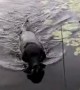 Hero dog amazingly saves baby bird in lake