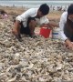 Local citizens collect oysters blown onto beach by typhoon Lekima in China