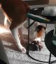Dog is Careful Going Around Glassware