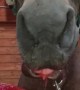 Slobbery Snack for Hungry Horse
