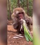 Macaque enjoys snacking on some spring onions in southern China