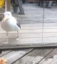 Confused seagull tries to eat pizza through glass