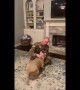 Overjoyed pitbull greets US owner after return from one-year deployment